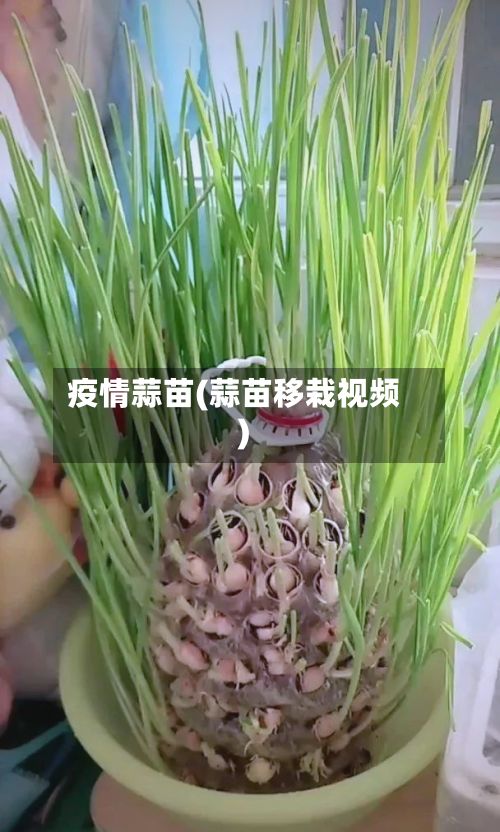 疫情蒜苗(蒜苗移栽视频)