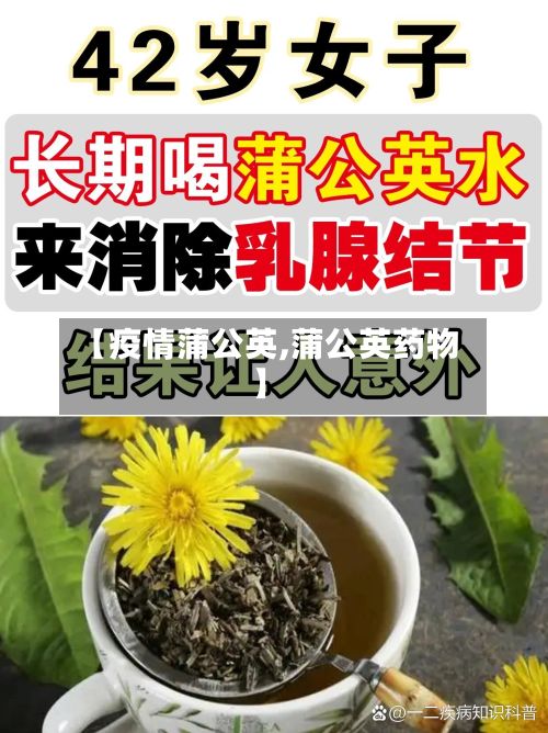 【疫情蒲公英,蒲公英药物】
