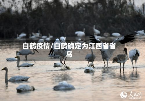 白鹤疫情/白鹤确定为江西省省鸟-第2张图片
