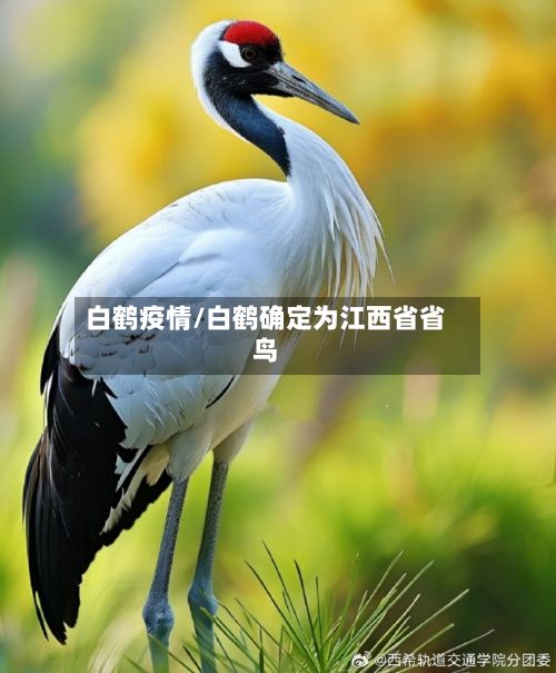 白鹤疫情/白鹤确定为江西省省鸟