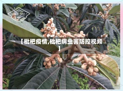 【枇杷疫情,枇杷病虫害防控视频】-第2张图片