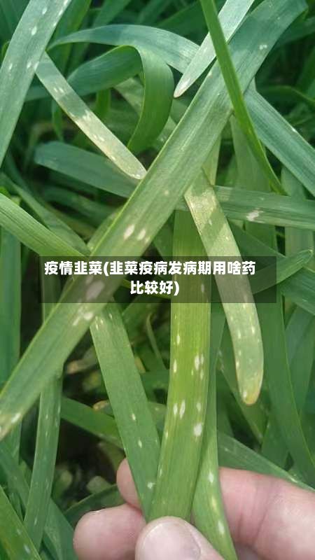 疫情韭菜(韭菜疫病发病期用啥药比较好)