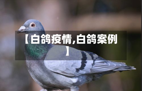 【白鸽疫情,白鸽案例】