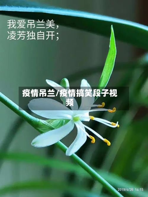 疫情吊兰/疫情搞笑段子视频-第2张图片