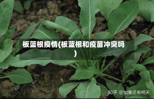 板蓝根疫情(板蓝根和疫苗冲突吗)