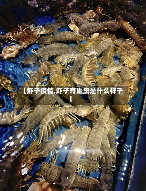 【虾子疫情,虾子寄生虫是什么样子】