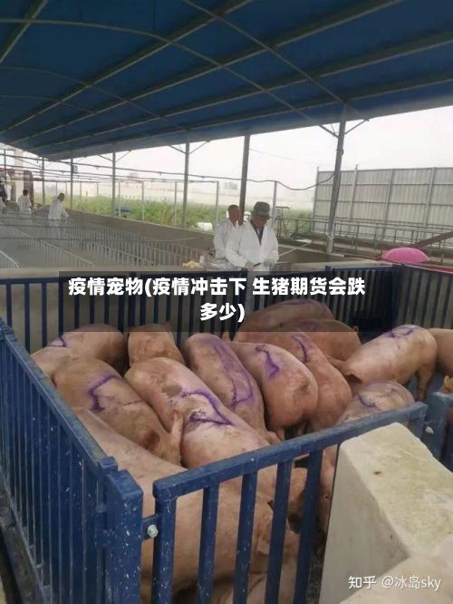 疫情宠物(疫情冲击下 生猪期货会跌多少)-第2张图片