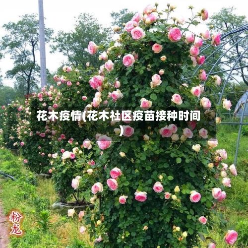 花木疫情(花木社区疫苗接种时间)-第3张图片