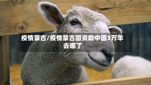 疫情蒙古/疫情蒙古国资助中国3万羊去哪了-第2张图片