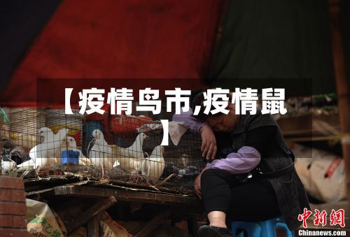 【疫情鸟市,疫情鼠】-第2张图片
